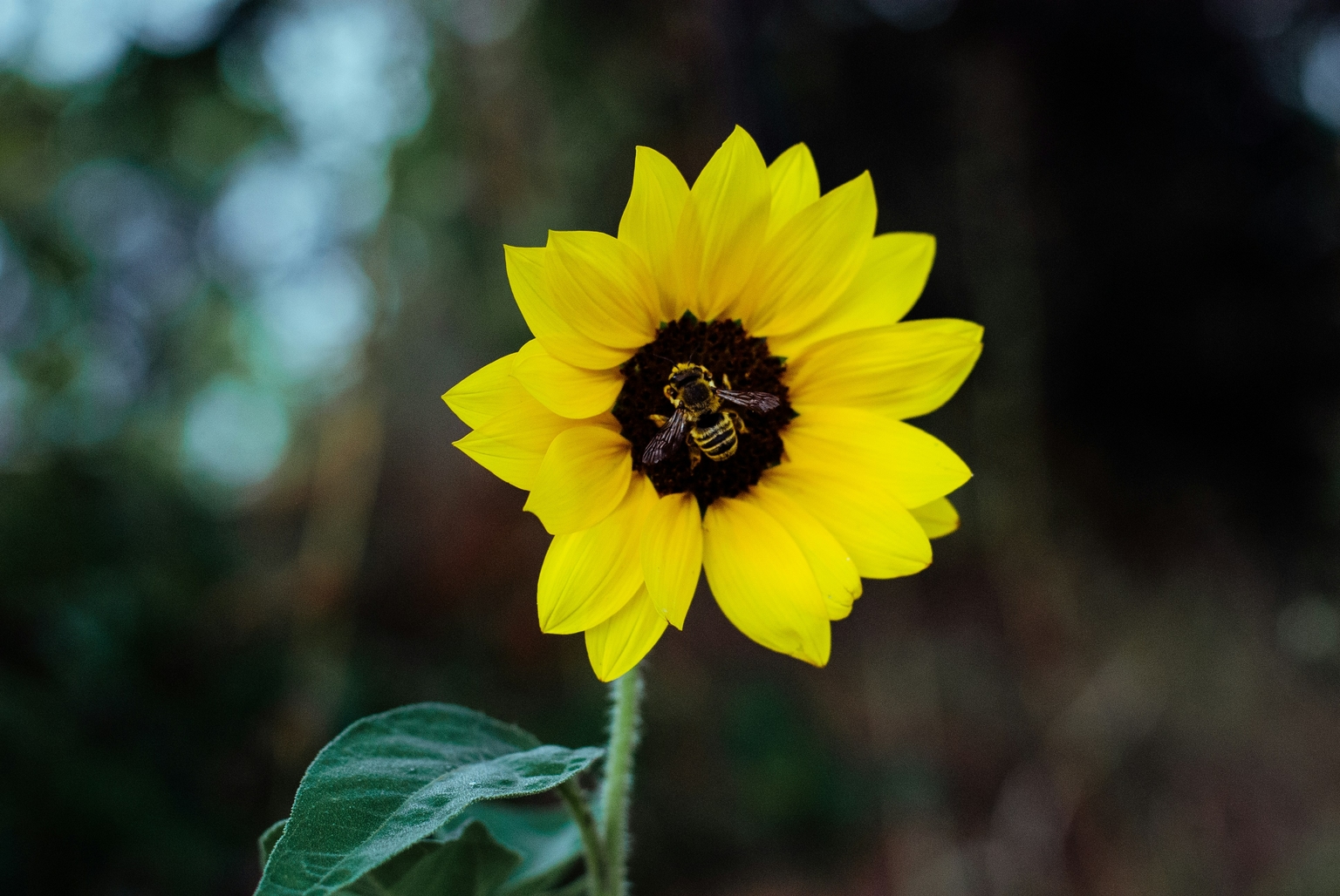 Bee